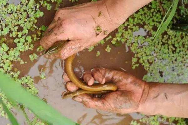 田里能養(yǎng)黃鱔嗎
