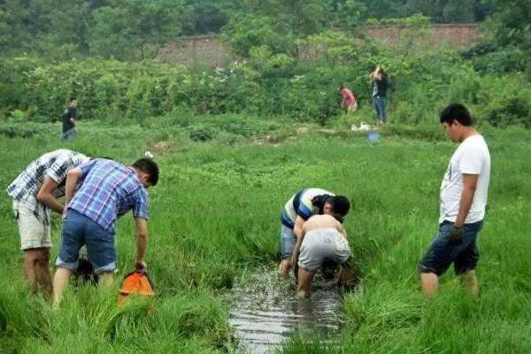 田里能養(yǎng)黃鱔嗎