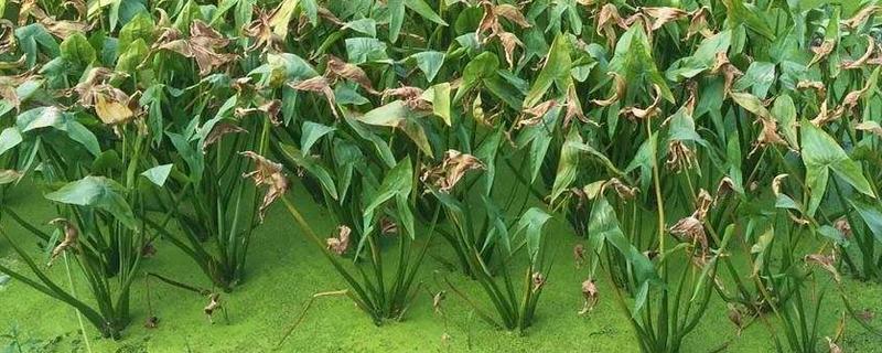 茨菇畝產量多少斤