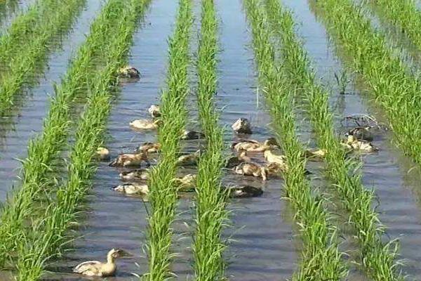 稻田養鴨一畝養幾只