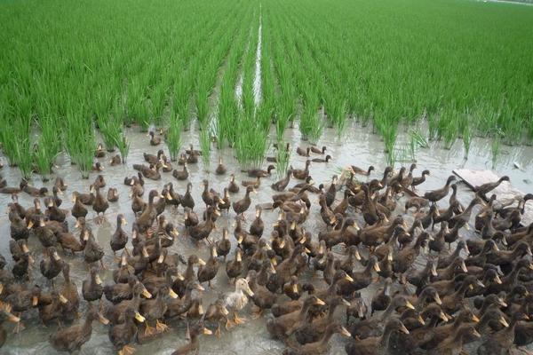 稻田養鴨一畝養幾只