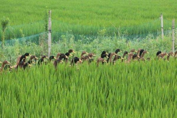 稻田養鴨一畝養幾只
