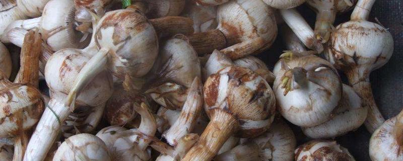 茨菇多少錢一斤