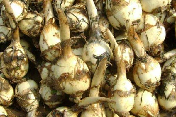 茨菇多少錢一斤