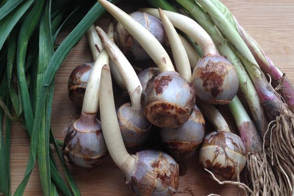 茨菇多少錢一斤