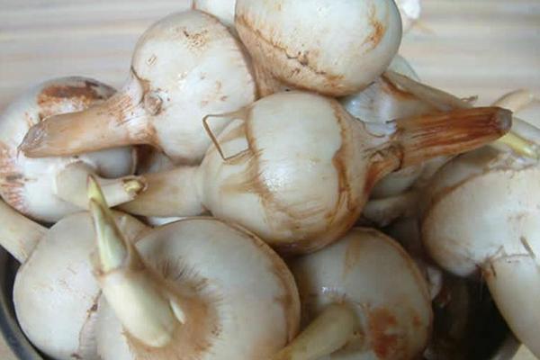 茨菇多少錢一斤