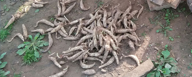 地參價格多少錢一斤