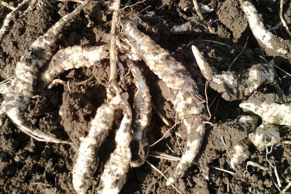 地參價格多少錢一斤