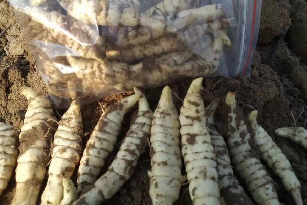 地參價格多少錢一斤