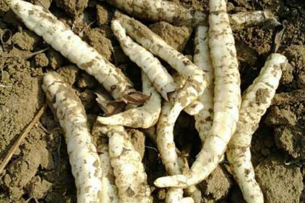 地參價格多少錢一斤