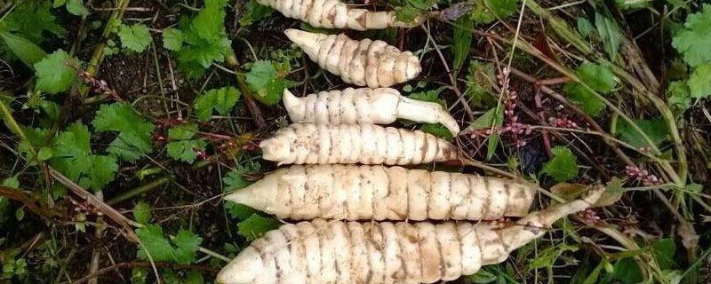 地參種子多少錢(qián)一斤