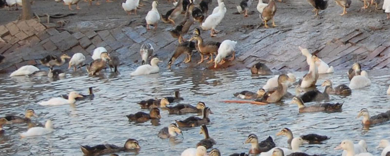 麻鴨養多久下蛋