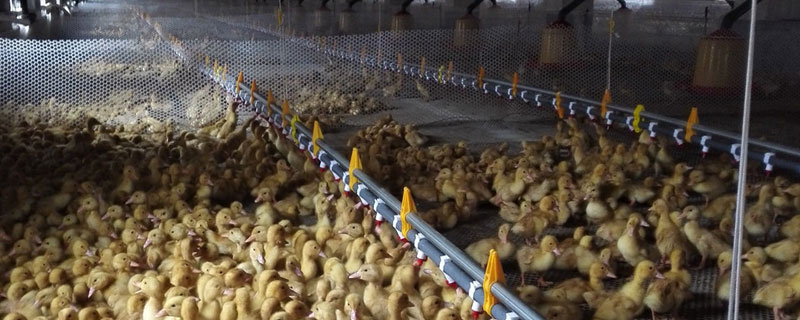 養(yǎng)鴨棚用什么消毒