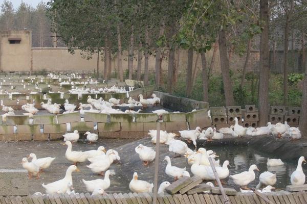 養(yǎng)鴨棚用什么消毒