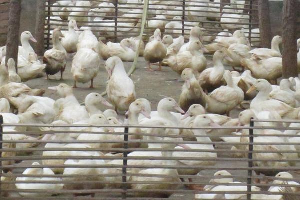 養(yǎng)鴨棚用什么消毒