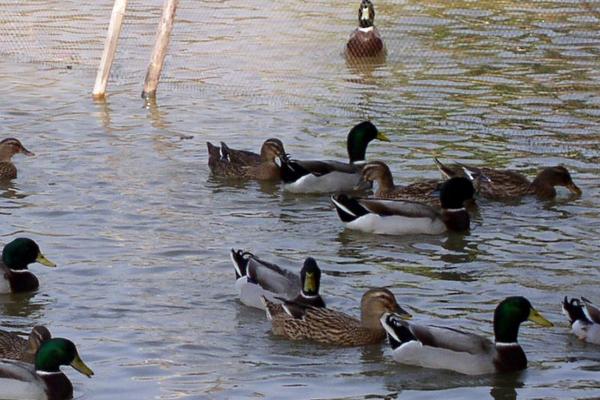 養鴨容易得什么病