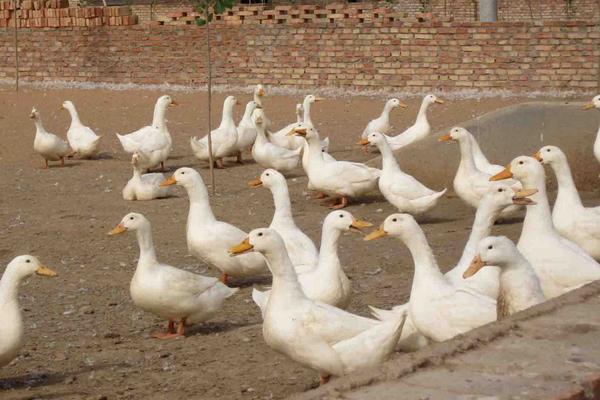 養鴨容易得什么病