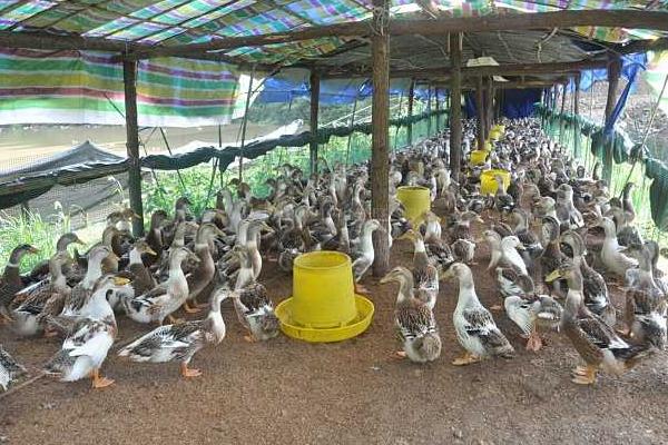 養鴨容易得什么病