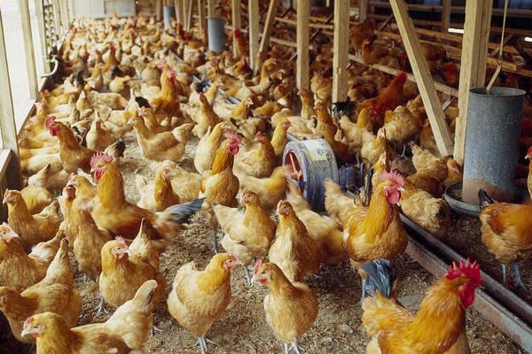 雞飼料有激素嗎