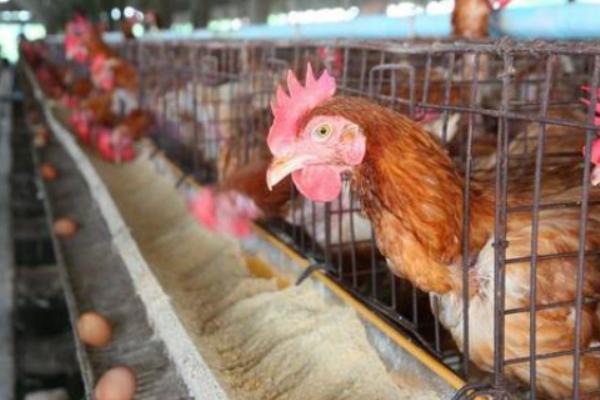 雞飼料有激素嗎