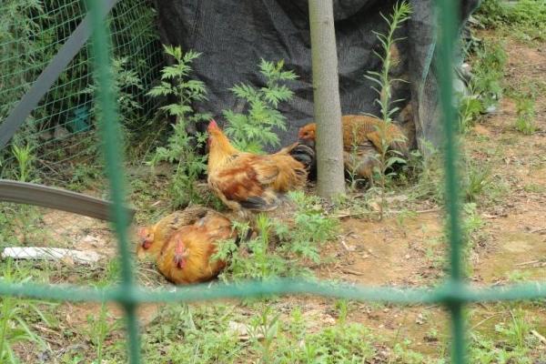 雞飼料有激素嗎