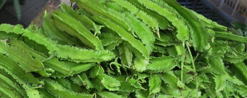 四棱豆市場價格多少錢一斤