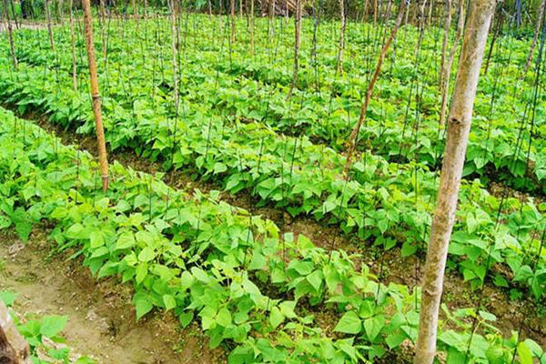 種植四棱豆前景好嗎