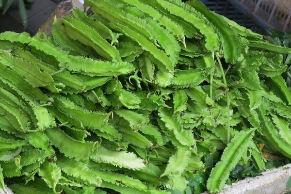 種植四棱豆前景好嗎