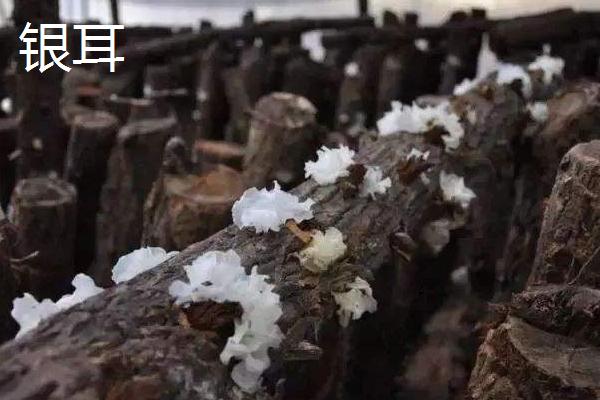 雪杉耳和銀耳的區別是什么