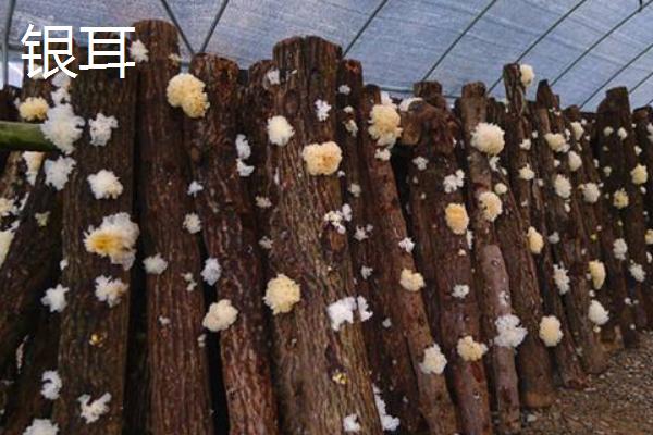 雪杉耳和銀耳的區別是什么