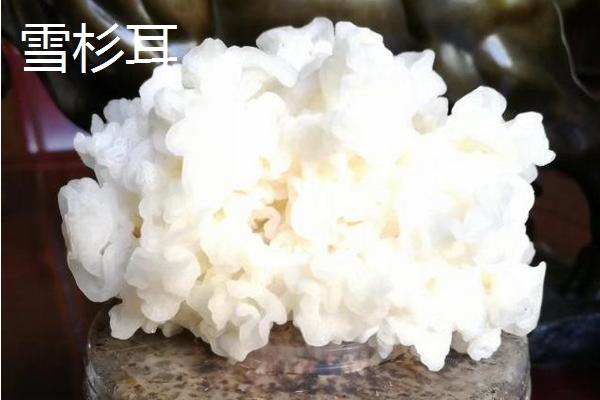 雪杉耳和銀耳的區別是什么