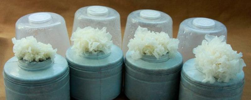 雪杉耳和銀耳的區別是什么