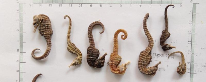 海馬大的好還是小的好