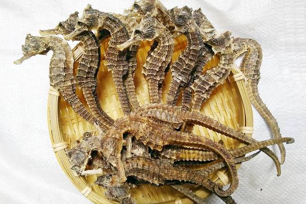 海馬大的好還是小的好