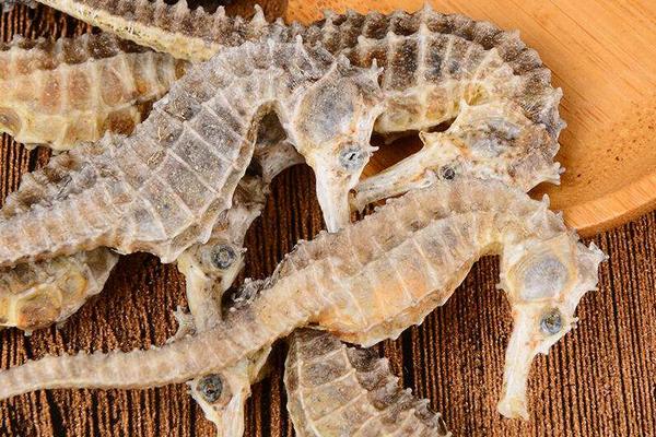 海馬大的好還是小的好