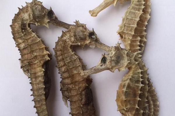 海馬大的好還是小的好