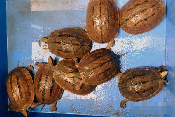 養金錢龜用什么水