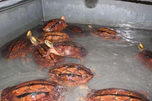 養金錢龜用什么水