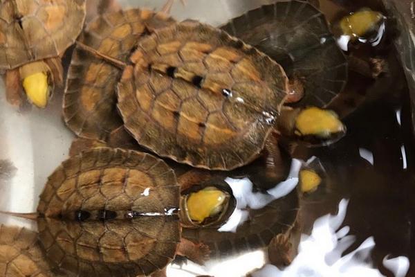 養金錢龜用什么水