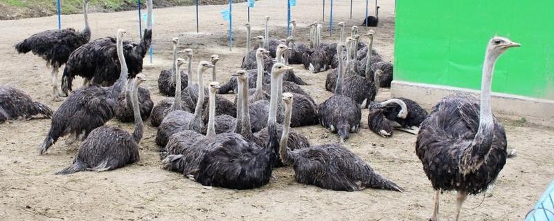 四合院養(yǎng)鴕鳥怎么養(yǎng)