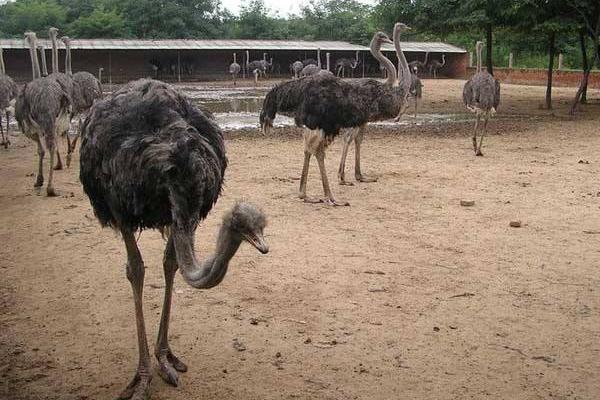 四合院養鴕鳥怎么養