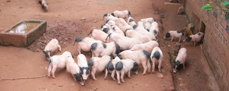 香豬怎么養(yǎng)