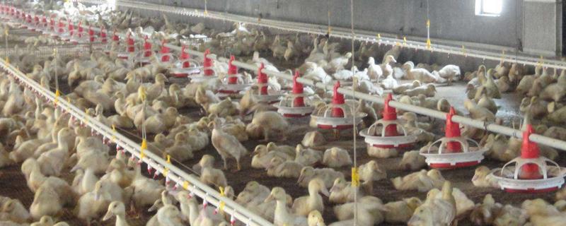 大棚養(yǎng)鴨利潤(rùn)