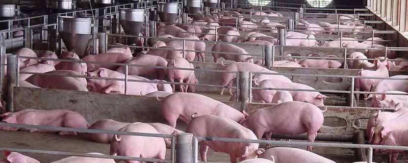 冬季養豬注意事項