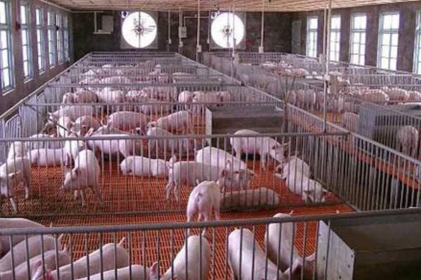 冬季養豬注意事項