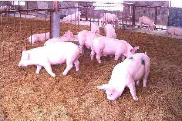 冬季養豬注意事項