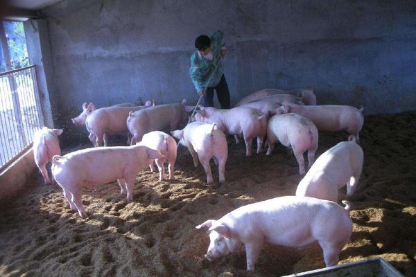 冬季養豬注意事項