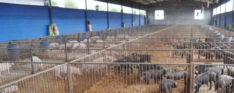 秋季養豬注意什么