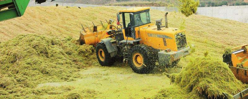 豬飼料有哪幾種