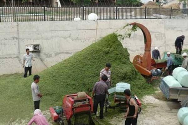 豬飼料有哪幾種